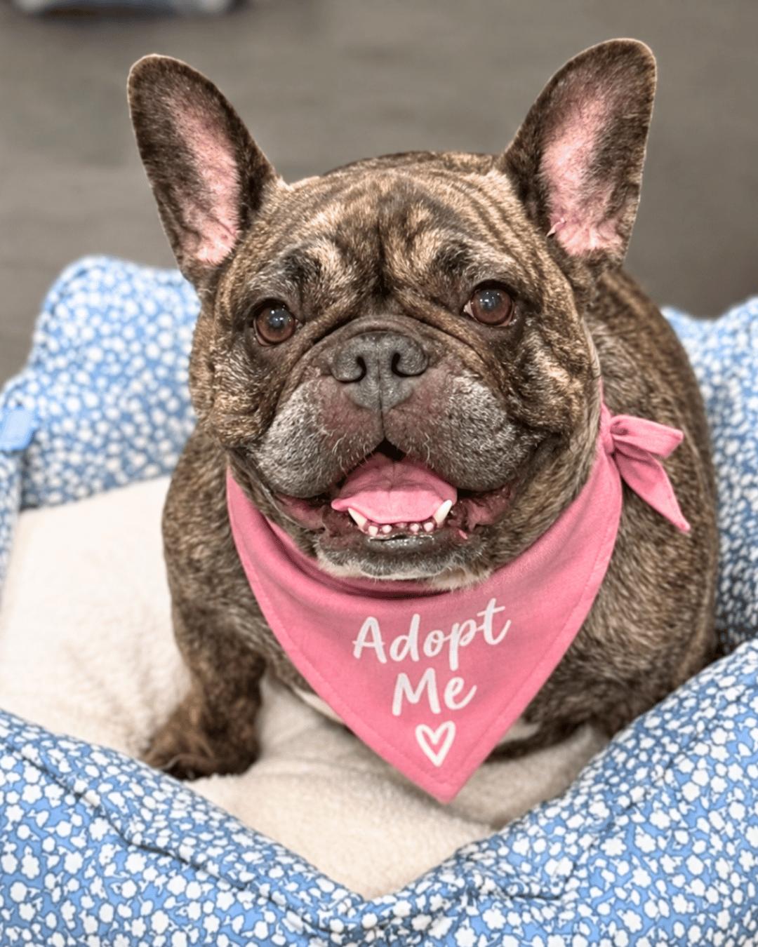 Luna (aka Princess Snortington), Adoptable, Adult Female French Bulldog.