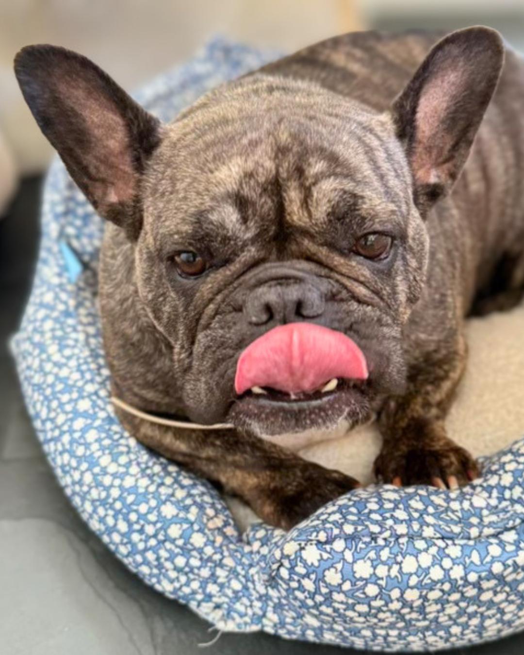 Enlarge Luna (aka Princess Snortington), a Adoptable French Bulldog in Valley Village, CA image 4/5