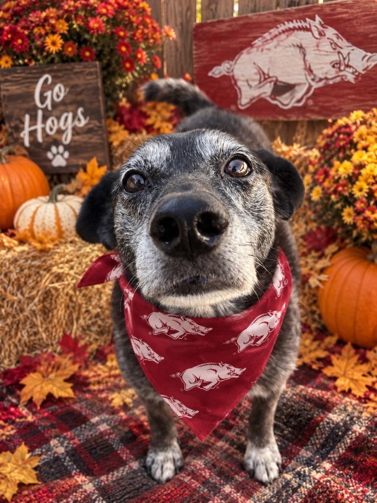 Sarabeth, Adoptable, Senior Female Mixed Breed & Labrador Retriever.
