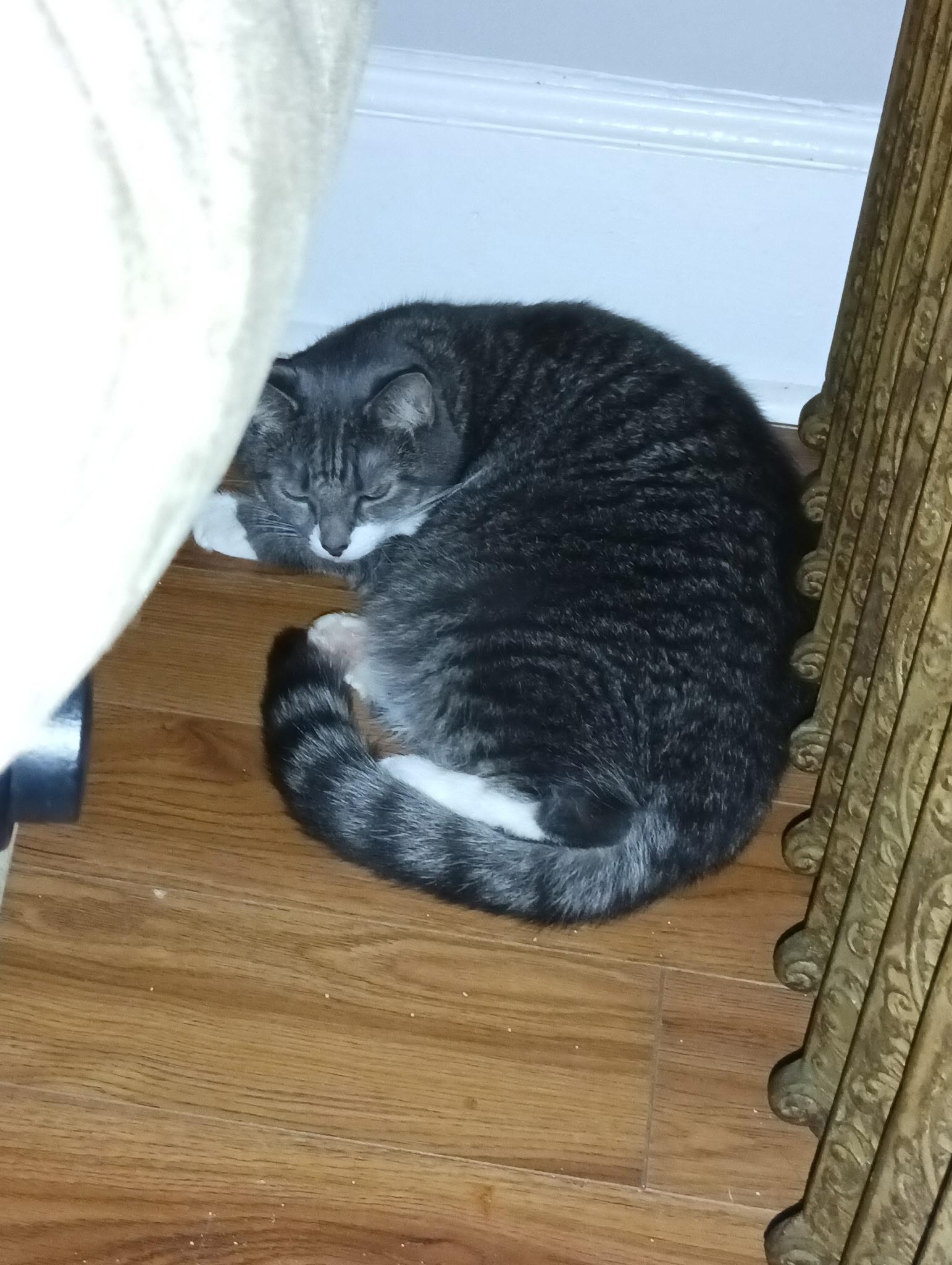 Enlarge Ellie, a ADOPTABLE American Shorthair in Medford, MA image 2/3