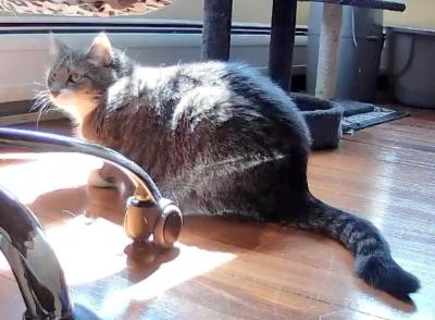 Enlarge Ellie, a ADOPTABLE American Shorthair in Medford, MA image 2/5