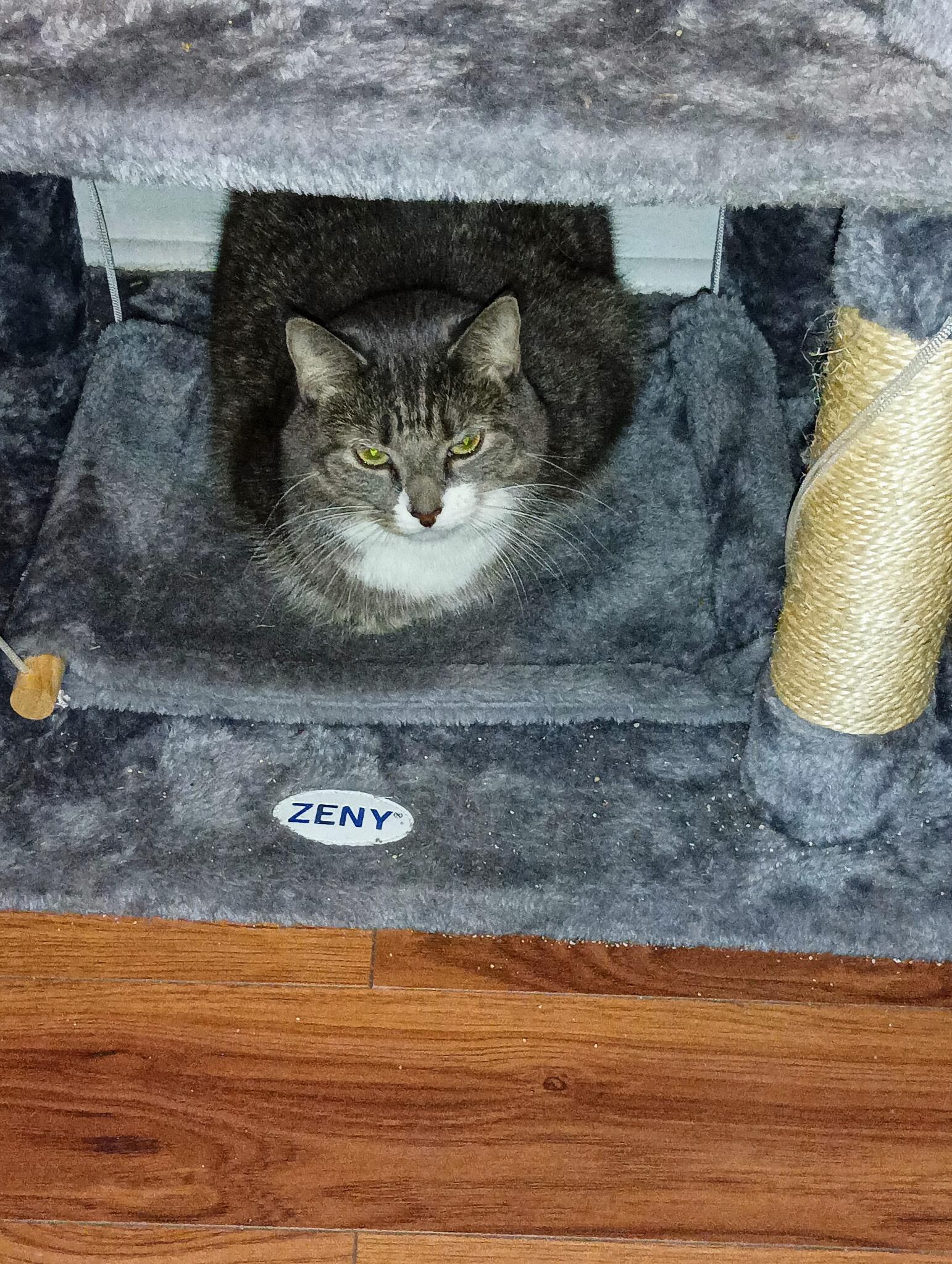 Ellie, ADOPTABLE, Adult Female American Shorthair.