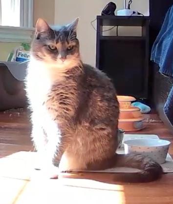 Enlarge Ellie, a ADOPTABLE American Shorthair in Medford, MA image 1/5