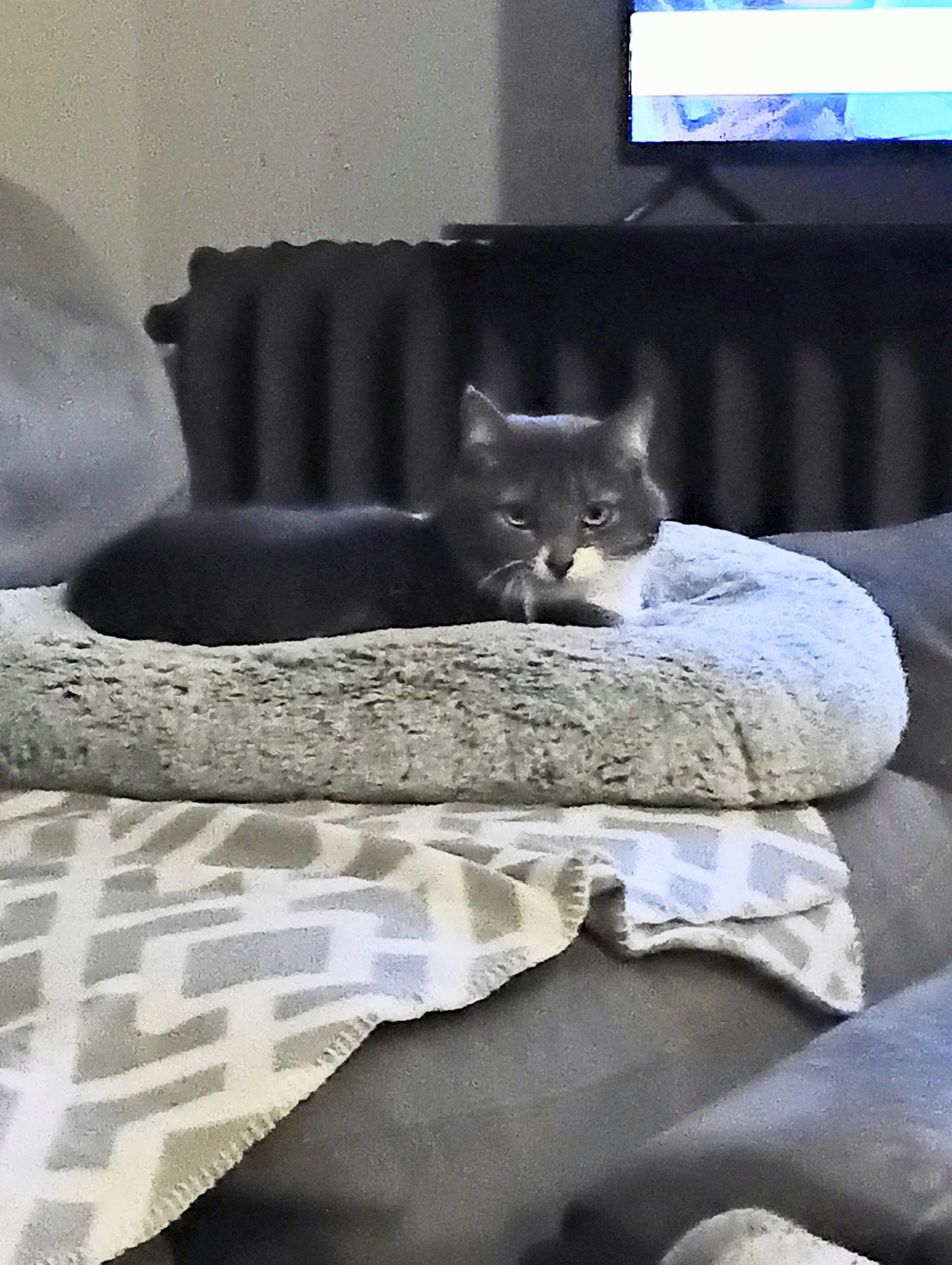 Enlarge Ellie, a ADOPTABLE American Shorthair in Medford, MA image 3/3