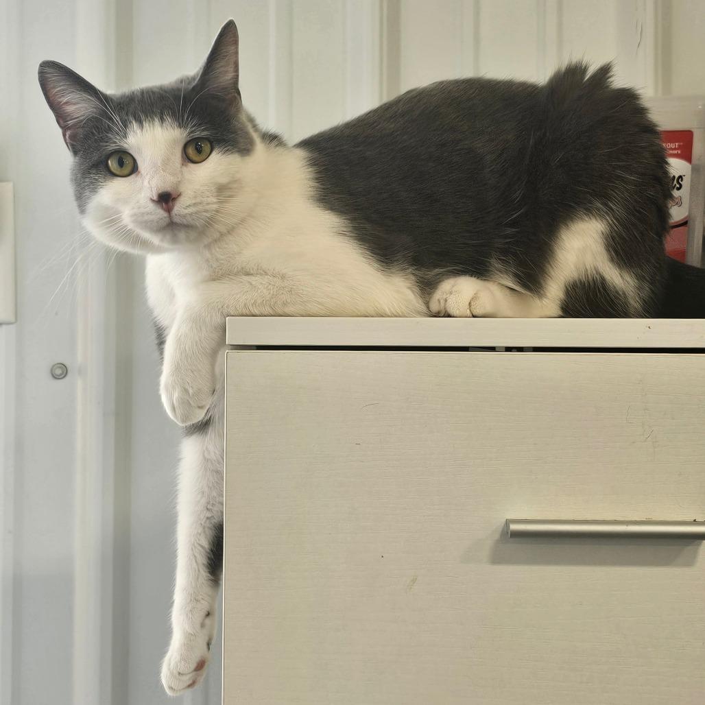 Enlarge Miga, a Adoptable Domestic Short Hair in Corydon, IN image 1/1