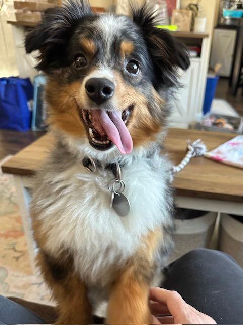 Bullet D6158 - ADOPTION IS BEING FINALIZED, Adoptable, Adult Male Australian Shepherd.