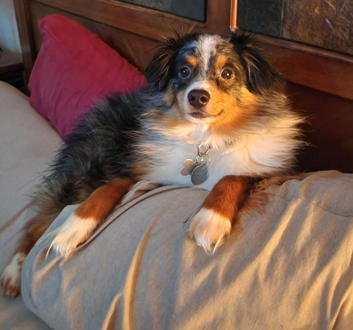 Enlarge Bullet D6158 - ADOPTION IS BEING FINALIZED, a Adoptable Australian Shepherd in minneapolis, MN image 2/3