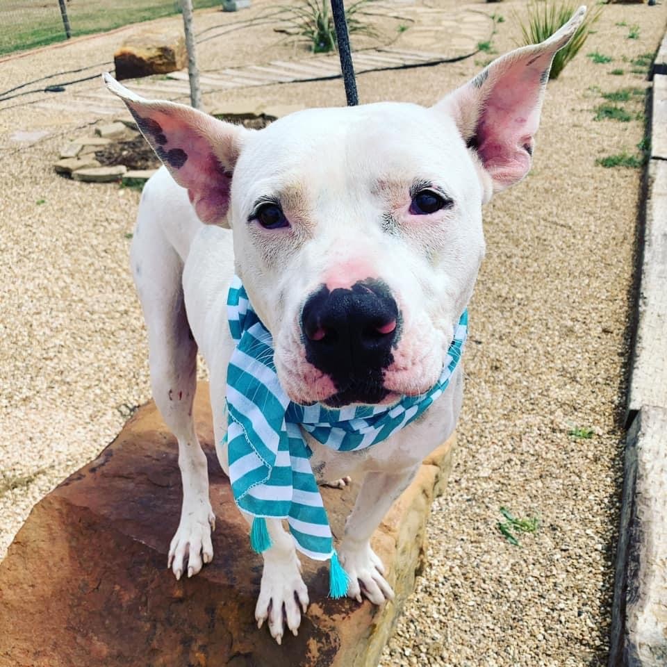 Kemper, a Adoptable mixed breed in Lubbock, TX image 1/12