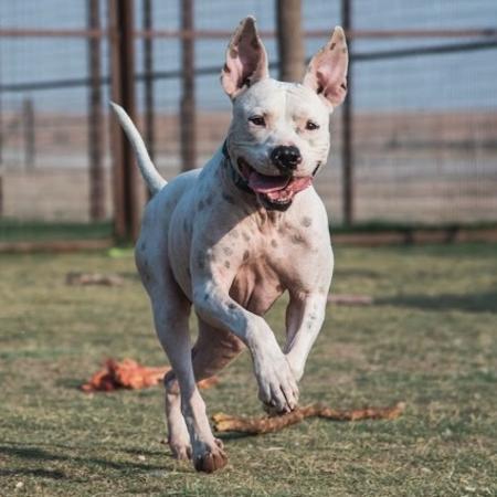 Kemper, a Adoptable mixed breed in Lubbock, TX image 2/12