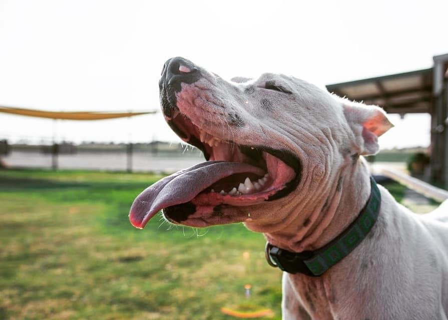 Kemper, a Adoptable mixed breed in Lubbock, TX image 3/12