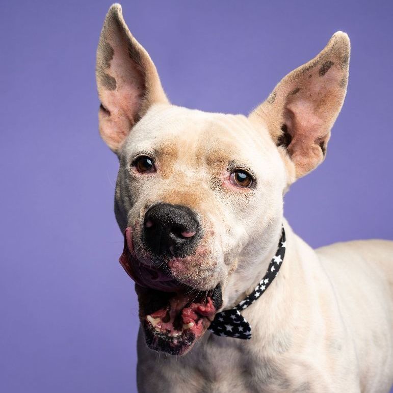 Kemper, a Adoptable mixed breed in Lubbock, TX image 4/12