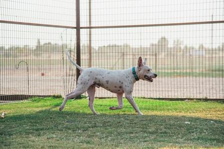 Kemper, a Adoptable mixed breed in Lubbock, TX image 5/12