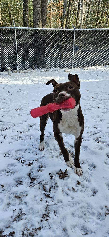 Enlarge Lyric, a Adoptable mixed breed in Muskegon, MI image 1/3