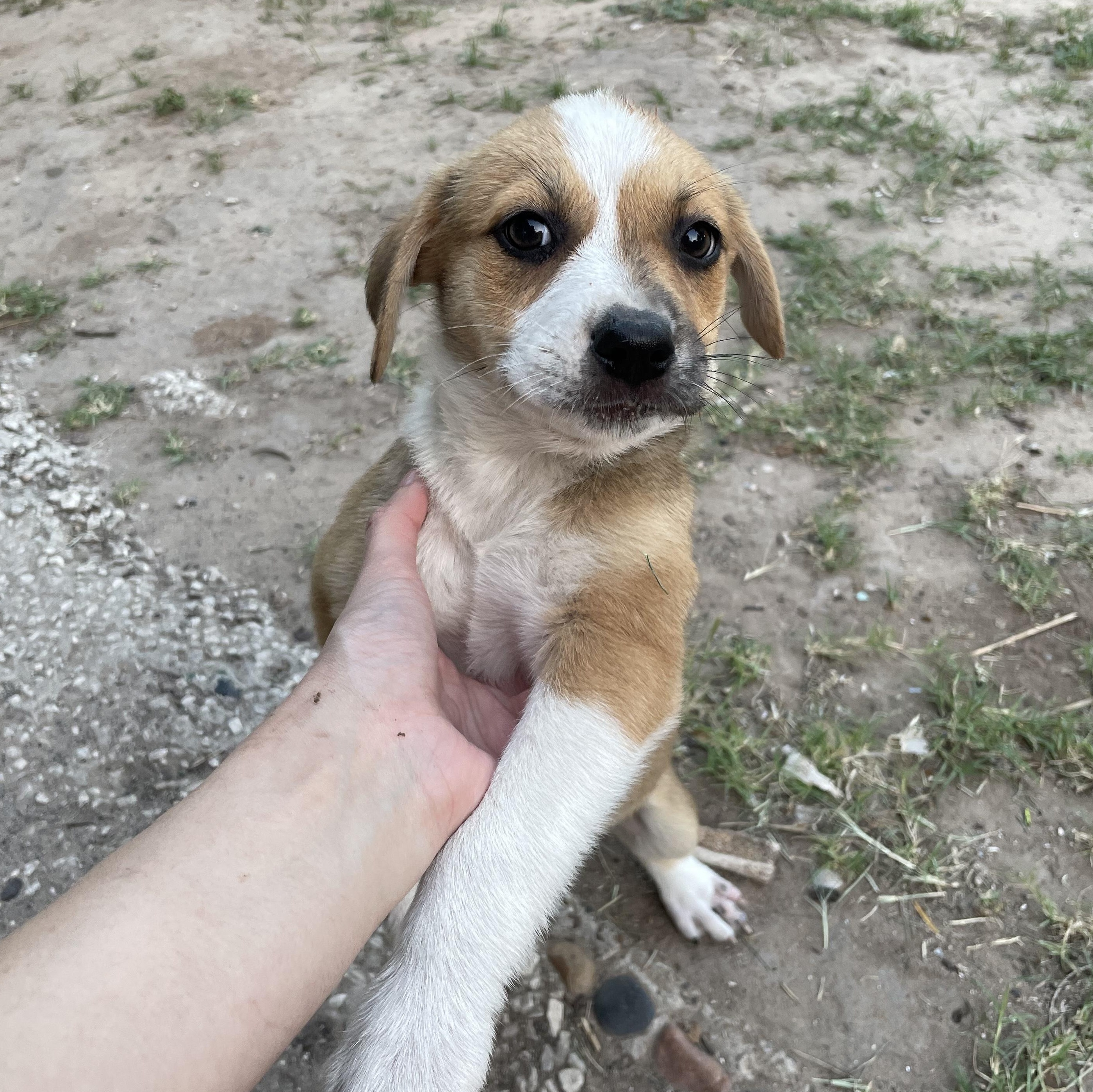 Zoe, an adoptable Labrador Retriever in Eau Claire, WI, 54703 | Photo Image 2