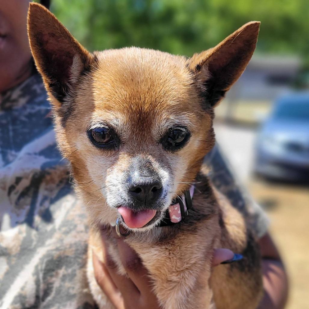 Enlarge Coco, an adopted Chihuahua in Orangeburg, SC image 1/1