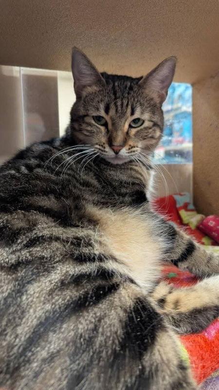 Enlarge Bobbie Jo, a Adoptable mixed breed in Niles, MI image 1/3