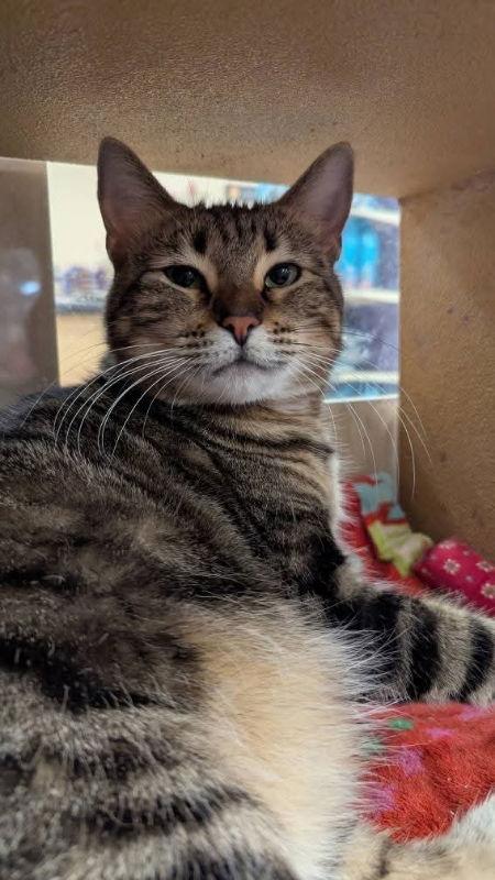 Enlarge Bobbie Jo, a Adoptable mixed breed in Niles, MI image 2/3