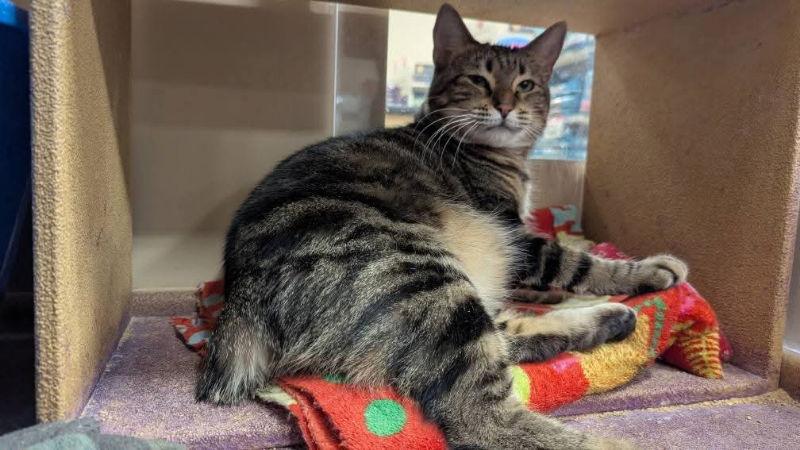 Enlarge Bobbie Jo, a Adoptable mixed breed in Niles, MI image 3/3