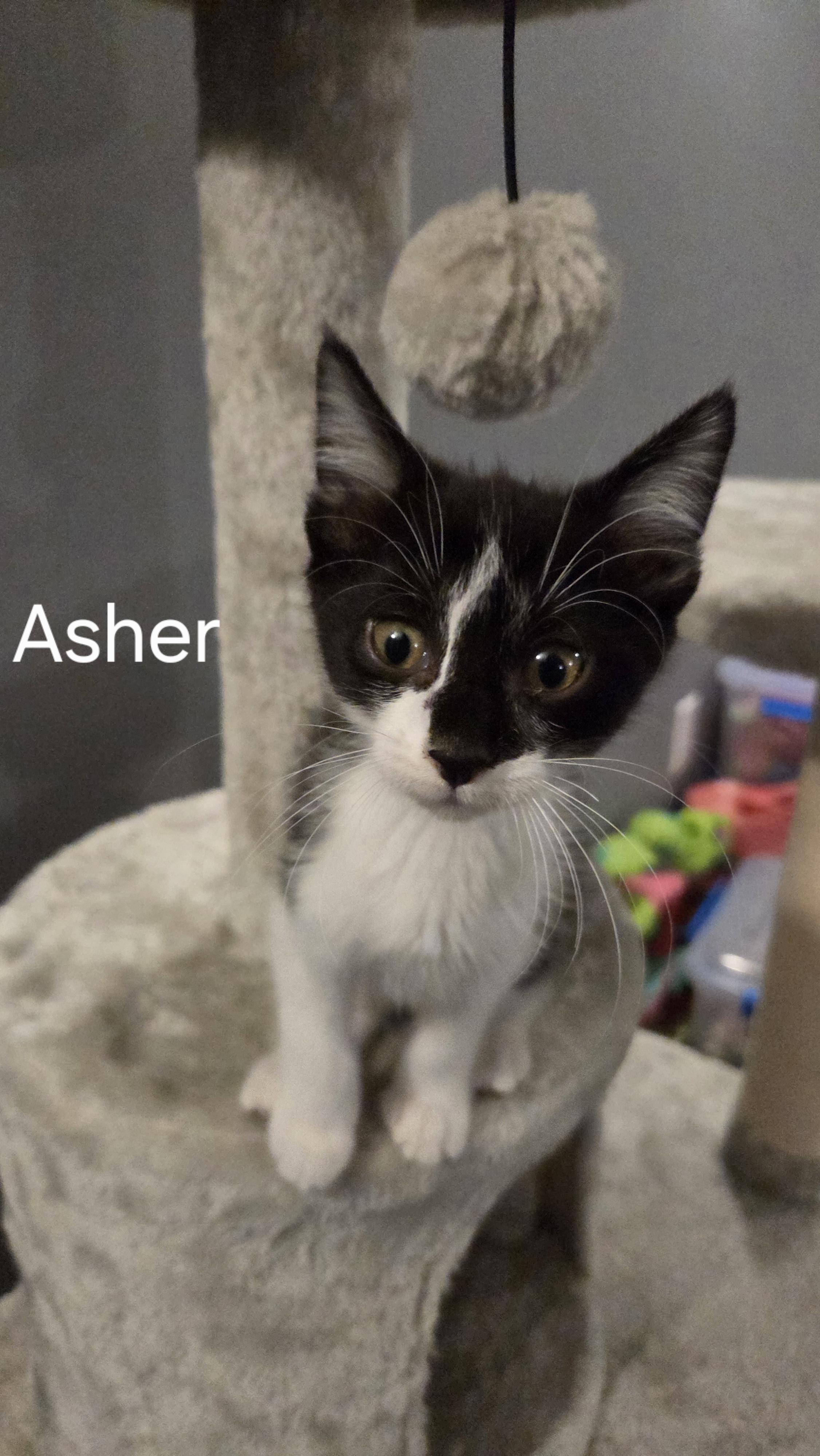 Asher, ADOPTABLE, Kitten Male Domestic Short Hair.