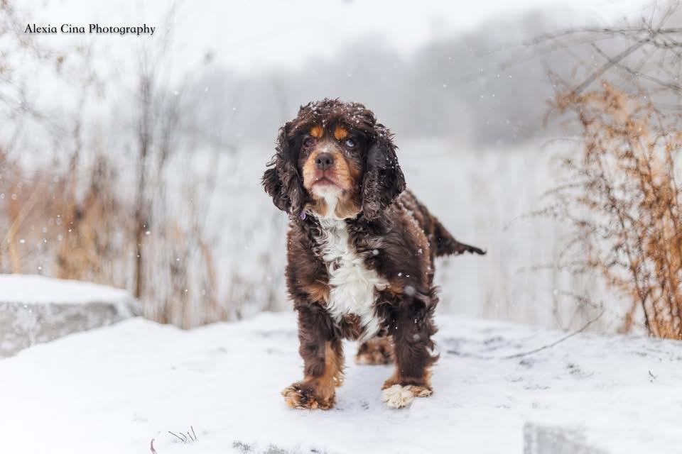 Enlarge Zila, an adopted Cocker Spaniel in Drumbo, ON image 2/4