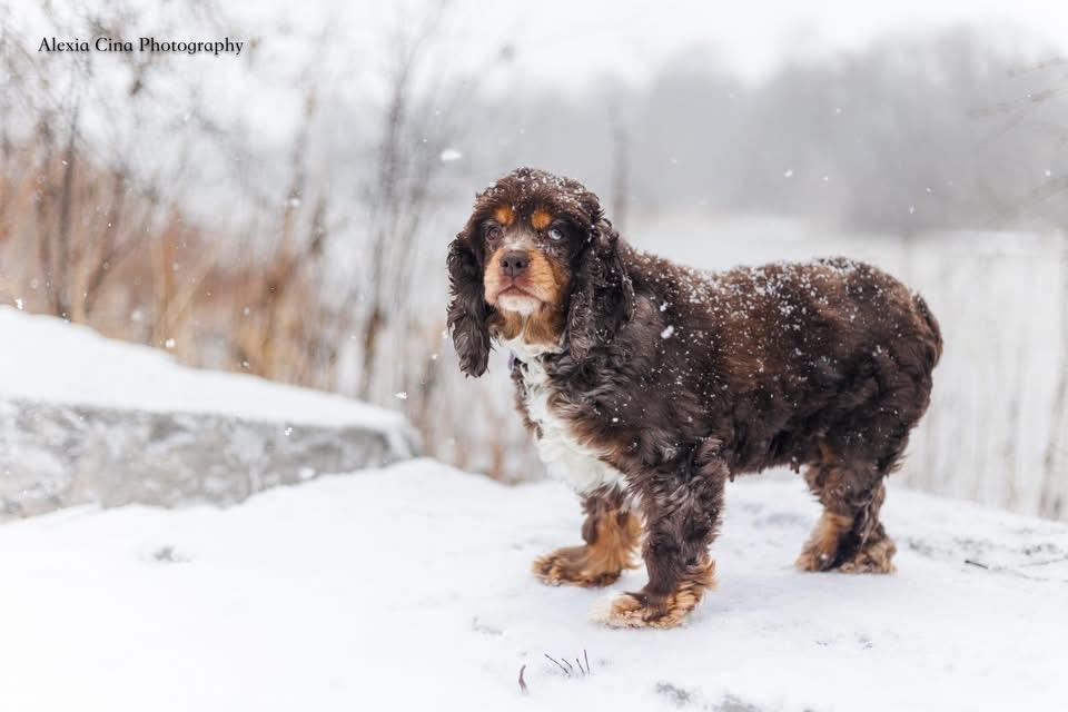 Enlarge Zila, an adopted Cocker Spaniel in Drumbo, ON image 4/4