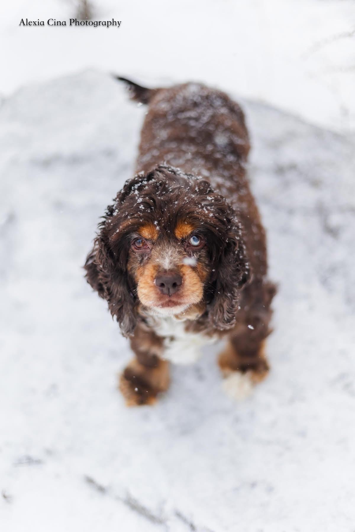 Enlarge Zila, an adopted Cocker Spaniel in Drumbo, ON image 3/4