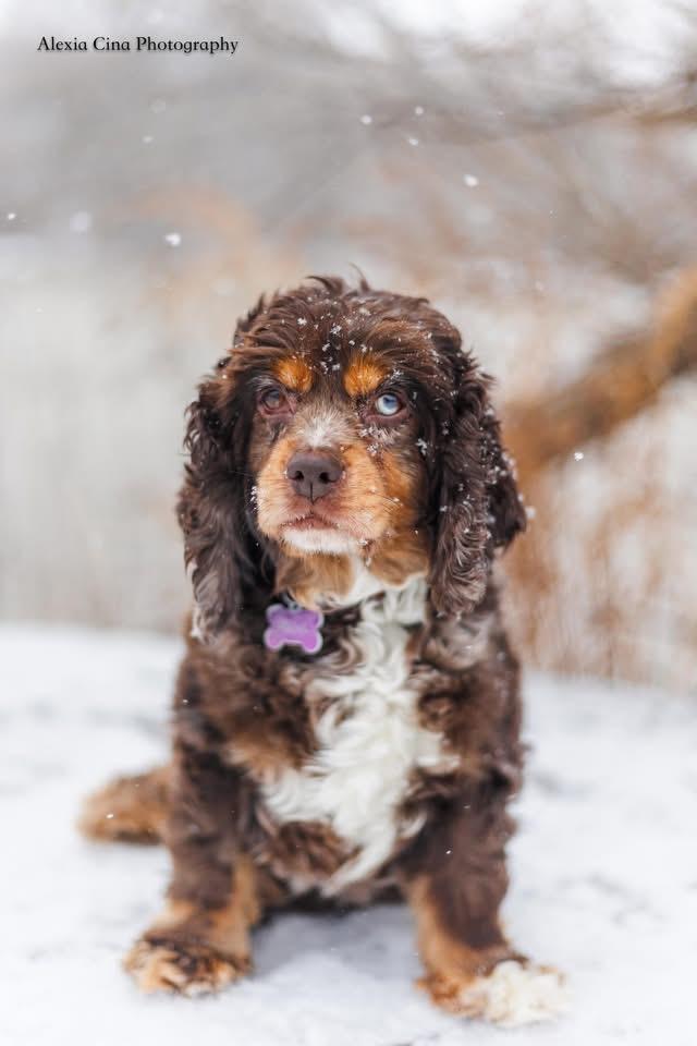 Enlarge Zila, an adopted Cocker Spaniel in Drumbo, ON image 1/4