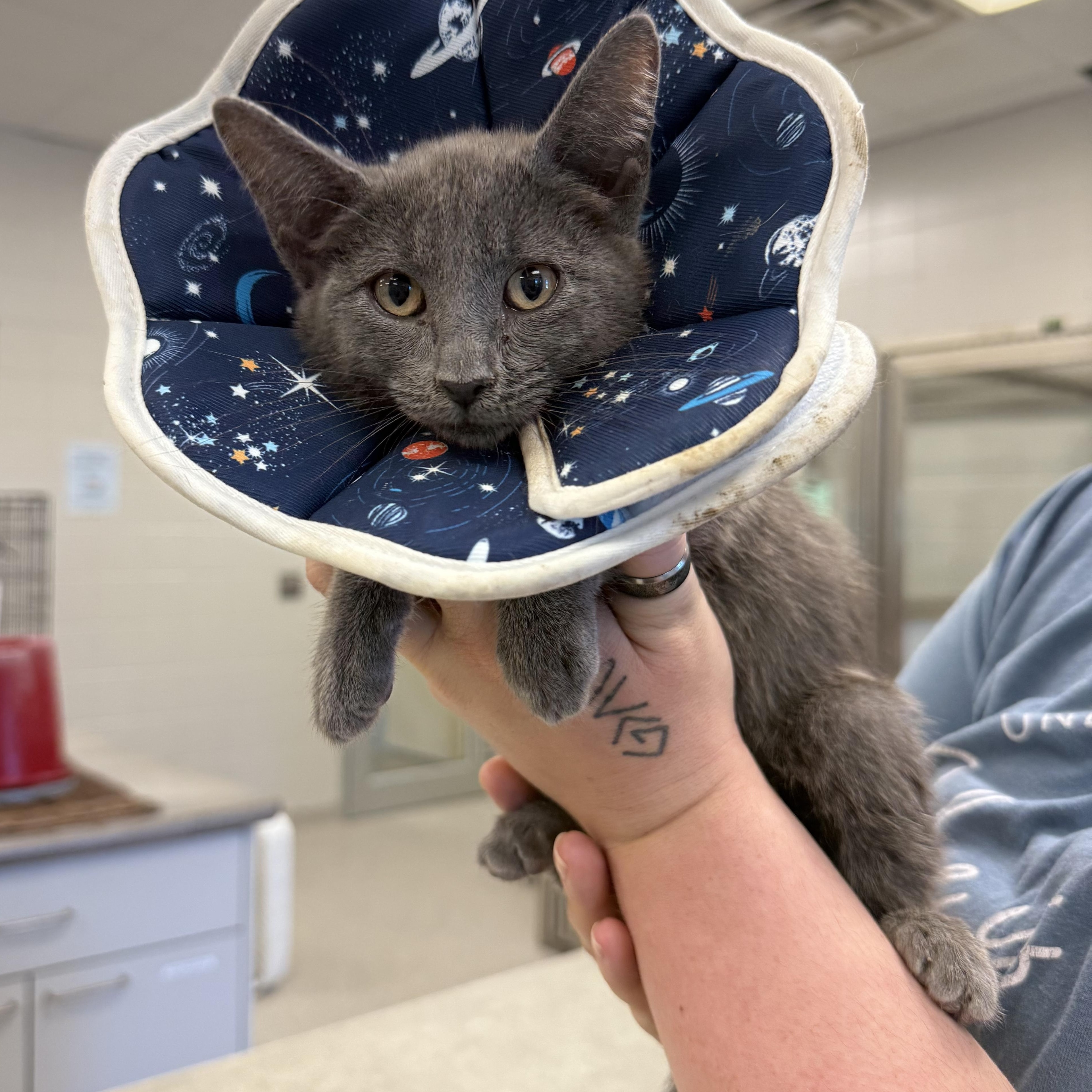 Gideon, Baby Male Domestic Short Hair