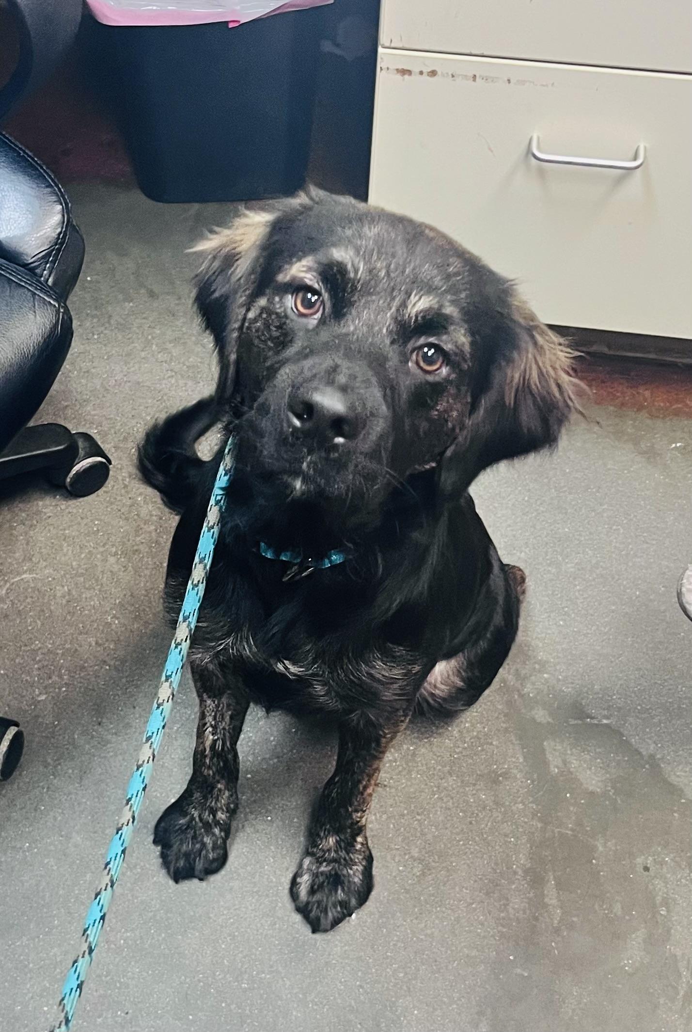 Ruger, Adopted, Young Male Shepherd & Mastiff.