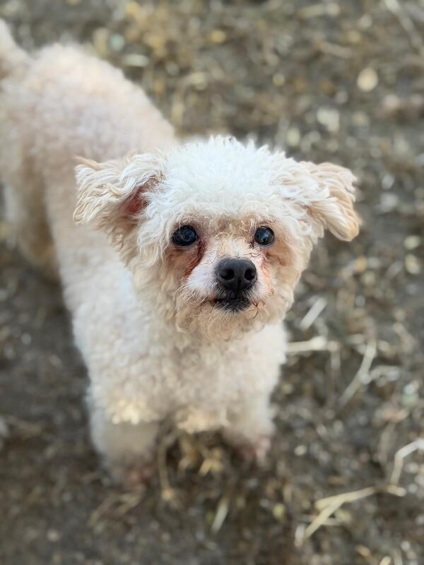 Enlarge Masya-One of our Amazing Rescue Dogs, a Adoptable mixed breed in Las Vegas, NV image 1/1
