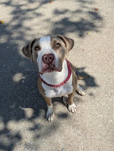 DULCE, Adoptable, Young Female Labrador Retriever & Jack Russell Terrier.