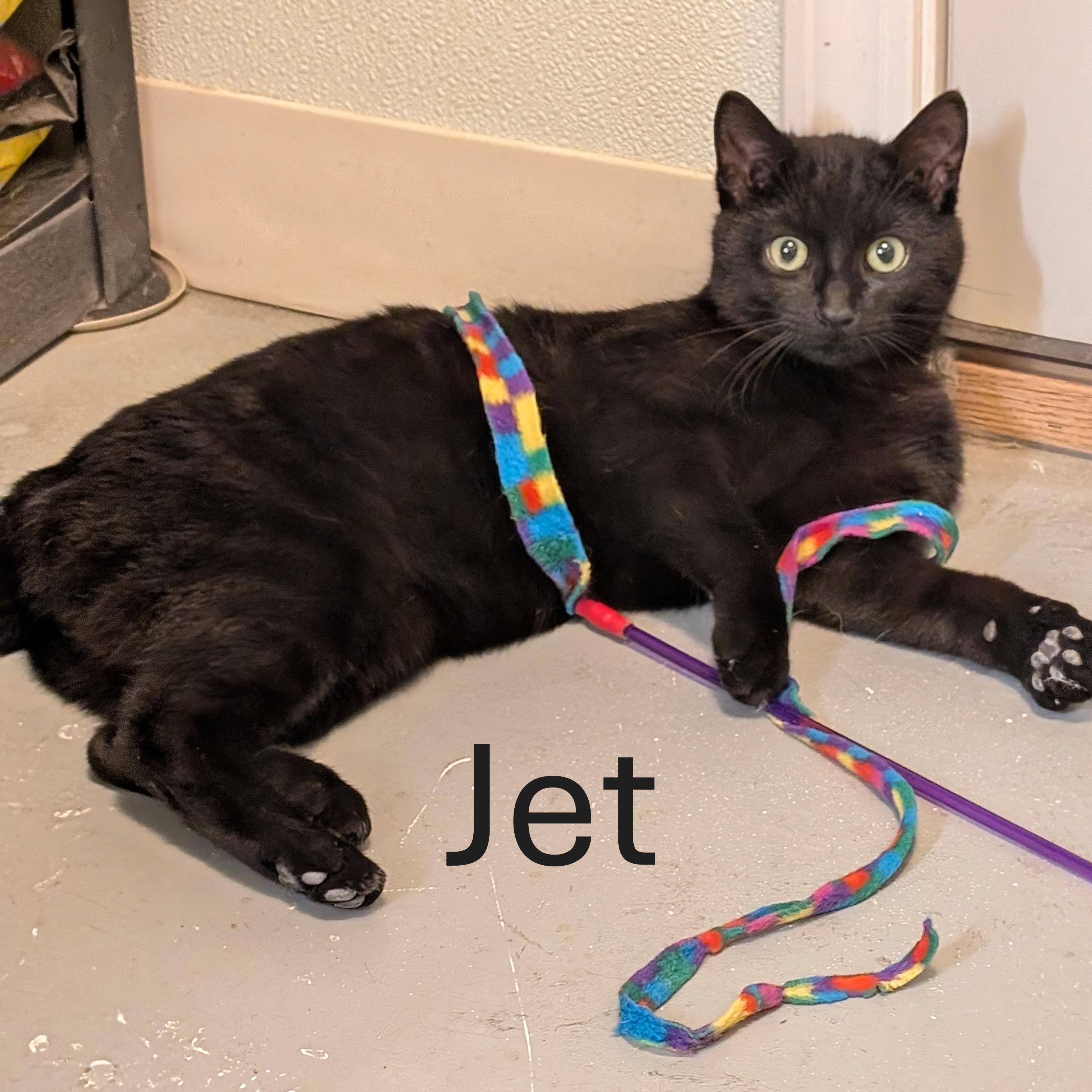 Jet, Young Male Domestic Short Hair
