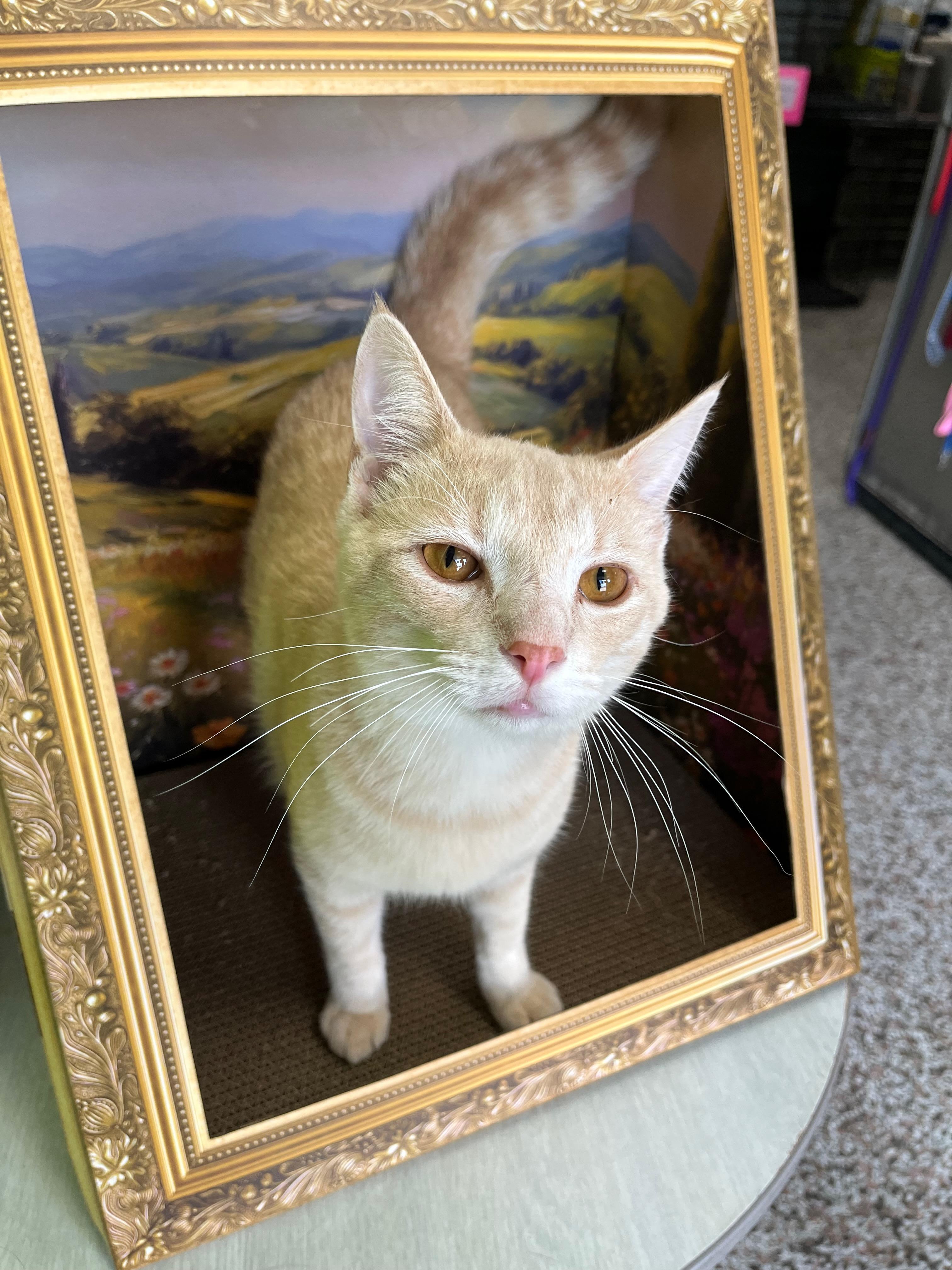 Enlarge McIntosh, a Adoptable Domestic Short Hair in Richmond, KY image 2/6