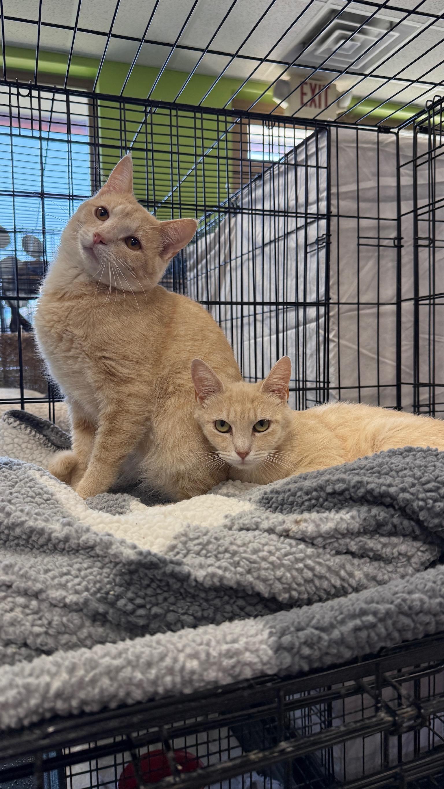 Enlarge McIntosh, a Adoptable Domestic Short Hair in Richmond, KY image 3/6