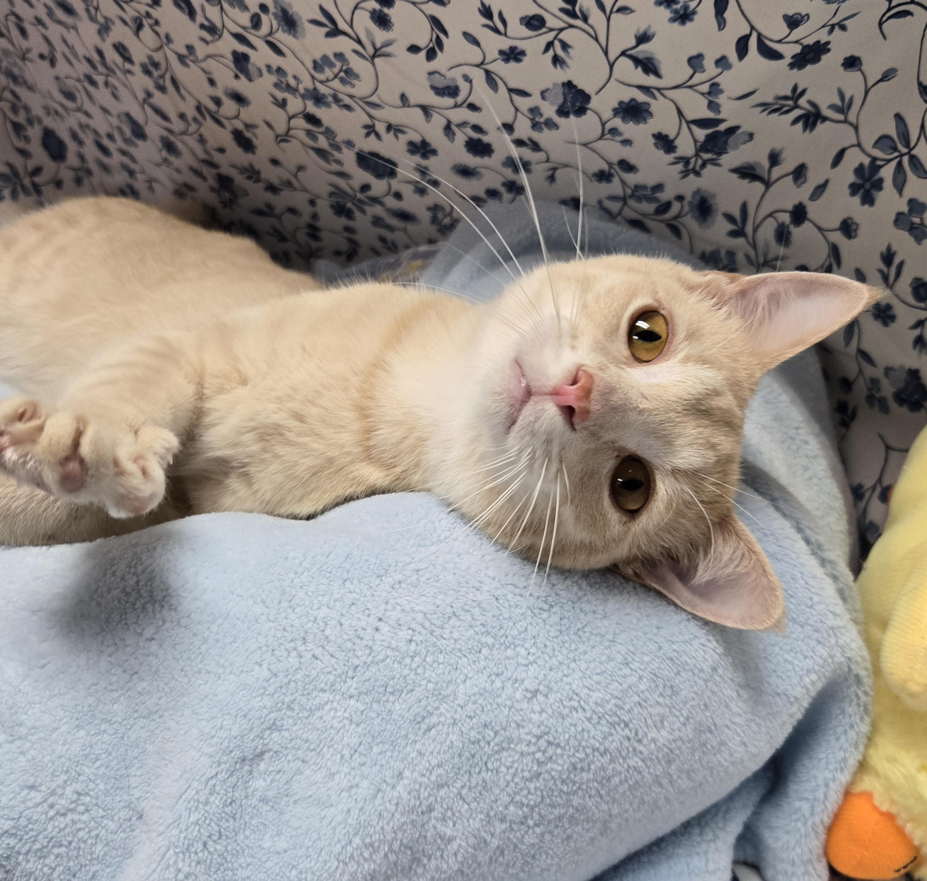 Enlarge McIntosh, a Adoptable Domestic Short Hair in Richmond, KY image 5/6