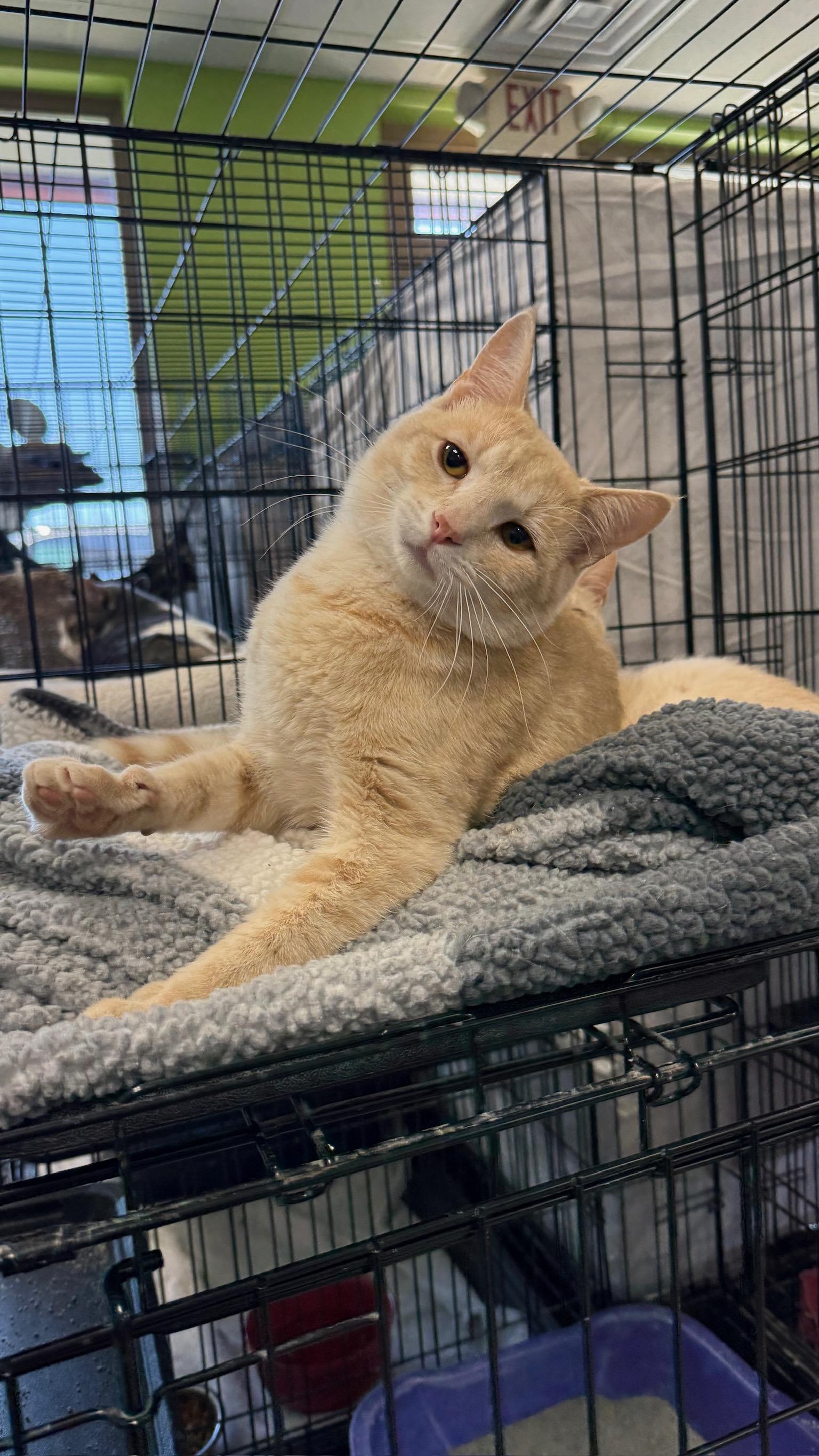 Enlarge McIntosh, a Adoptable Domestic Short Hair in Richmond, KY image 1/6