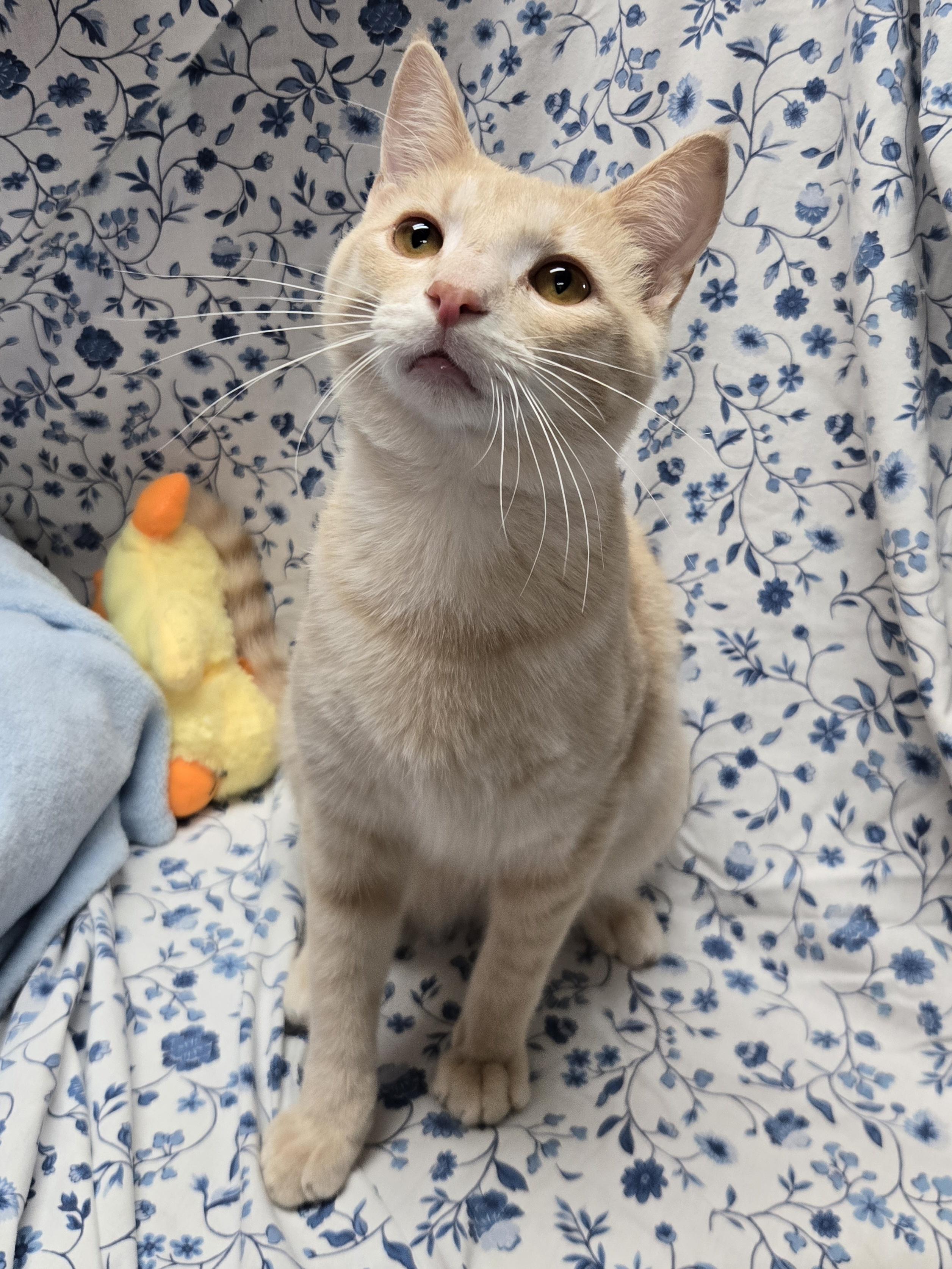 Enlarge McIntosh, a Adoptable Domestic Short Hair in Richmond, KY image 4/6