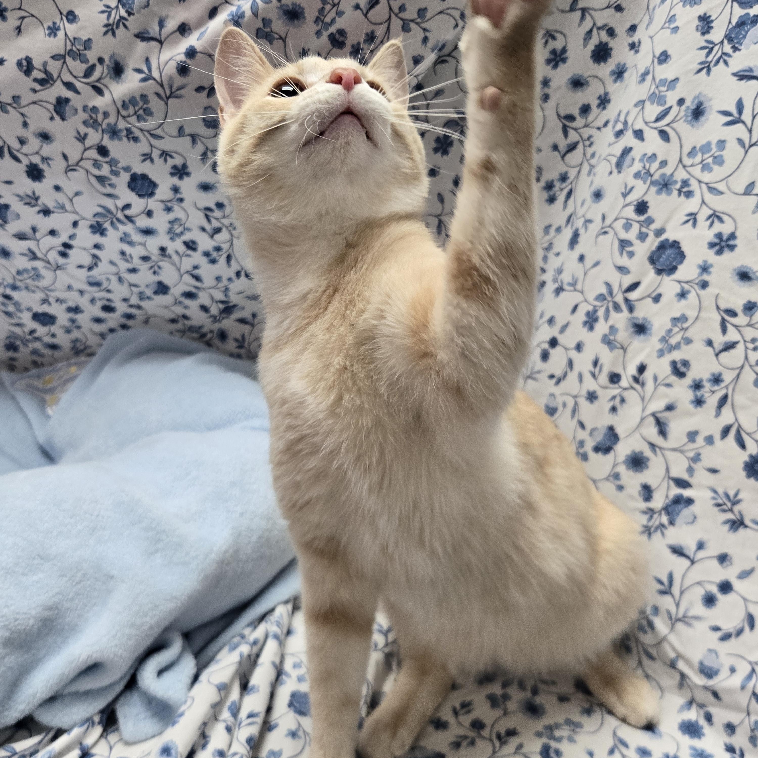 Enlarge McIntosh, a Adoptable Domestic Short Hair in Richmond, KY image 6/6