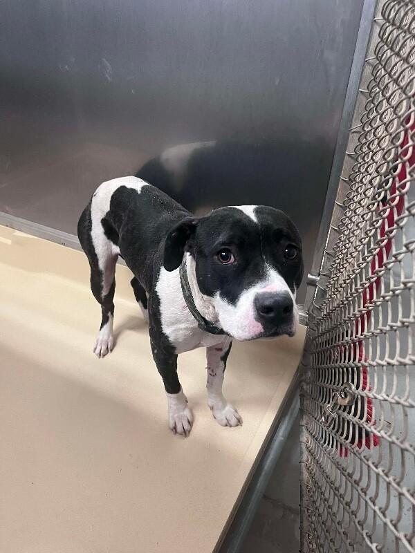 scarlet, Adoptable, Adult Female Pit Bull Terrier & Mixed Breed.