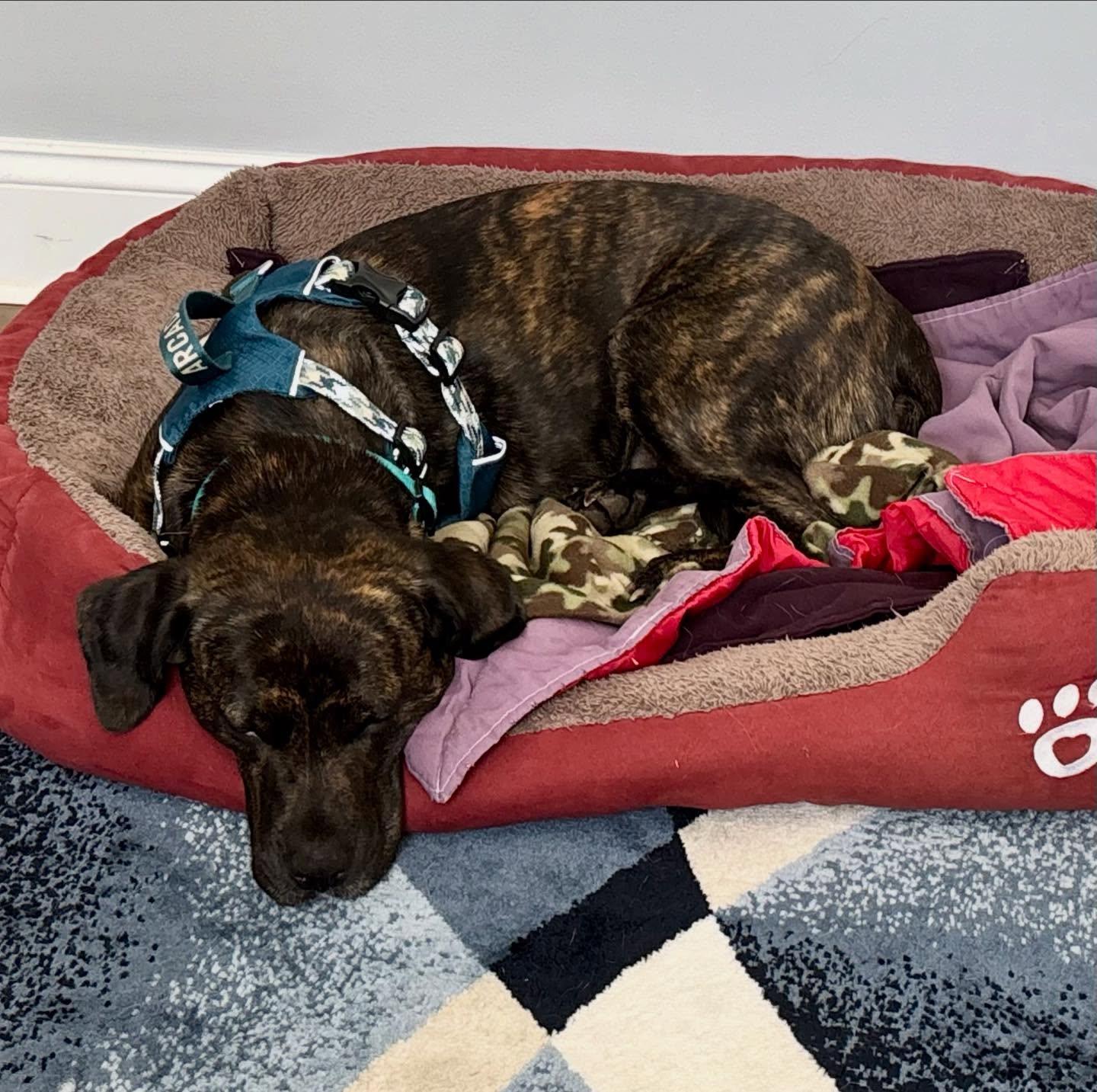 Nala, a ADOPTABLE mixed breed in Raleigh, NC image 6/6