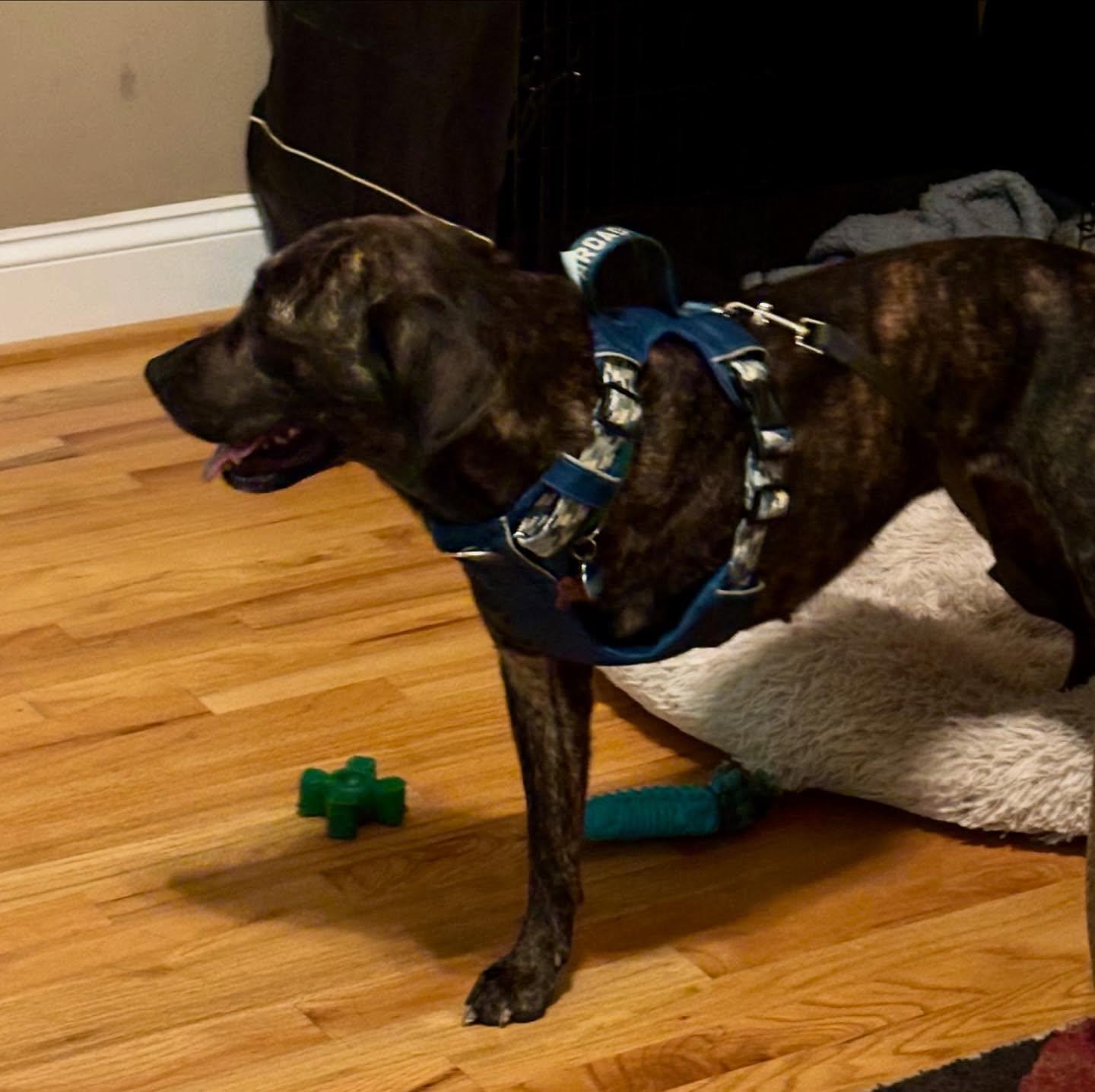 Nala, a ADOPTABLE mixed breed in Raleigh, NC image 4/6