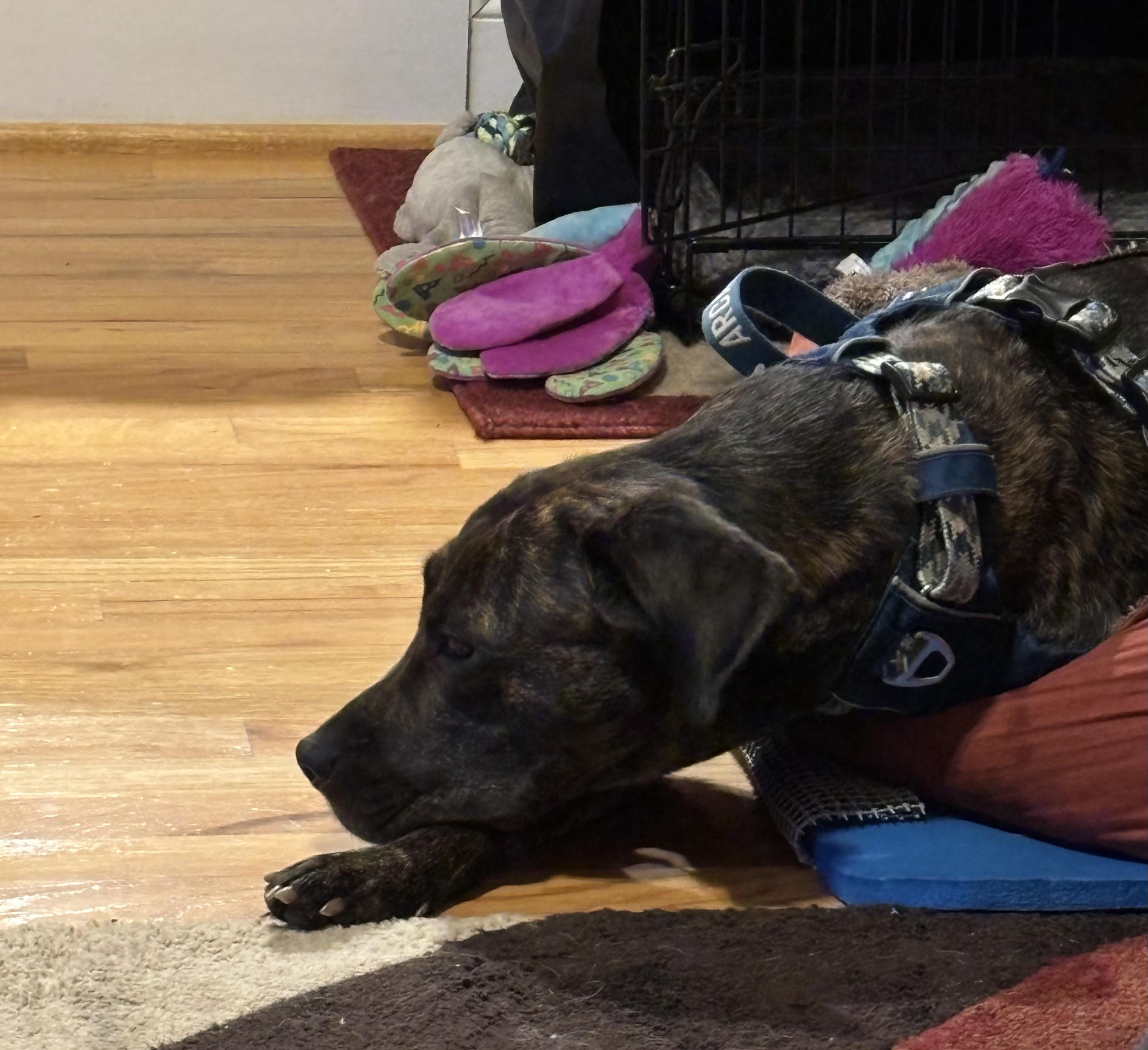 Nala, a ADOPTABLE mixed breed in Raleigh, NC image 5/6