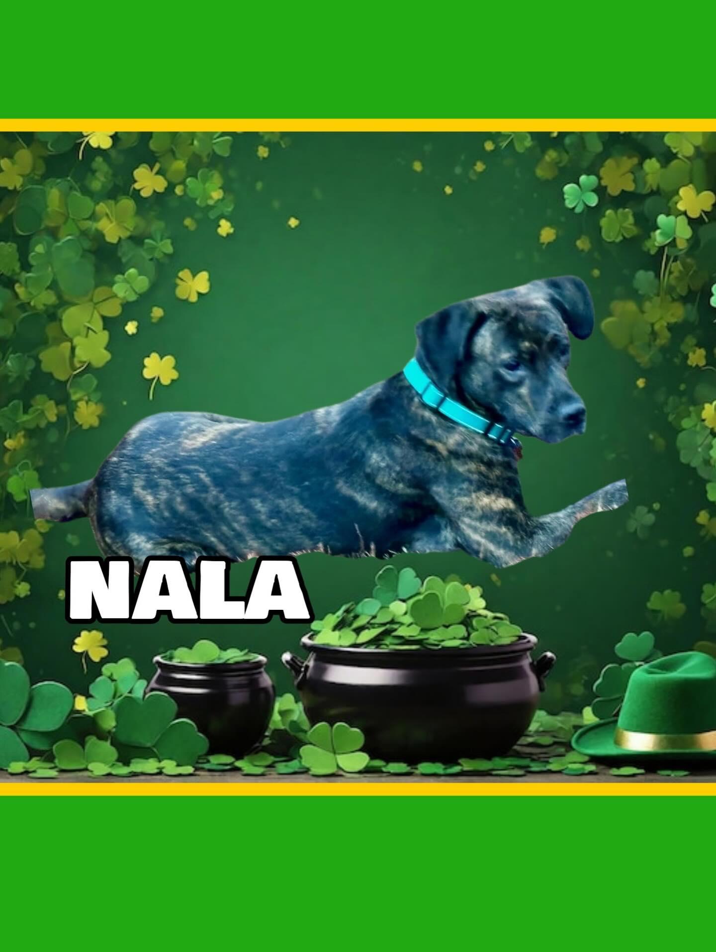 Nala, a ADOPTABLE mixed breed in Raleigh, NC image 1/6