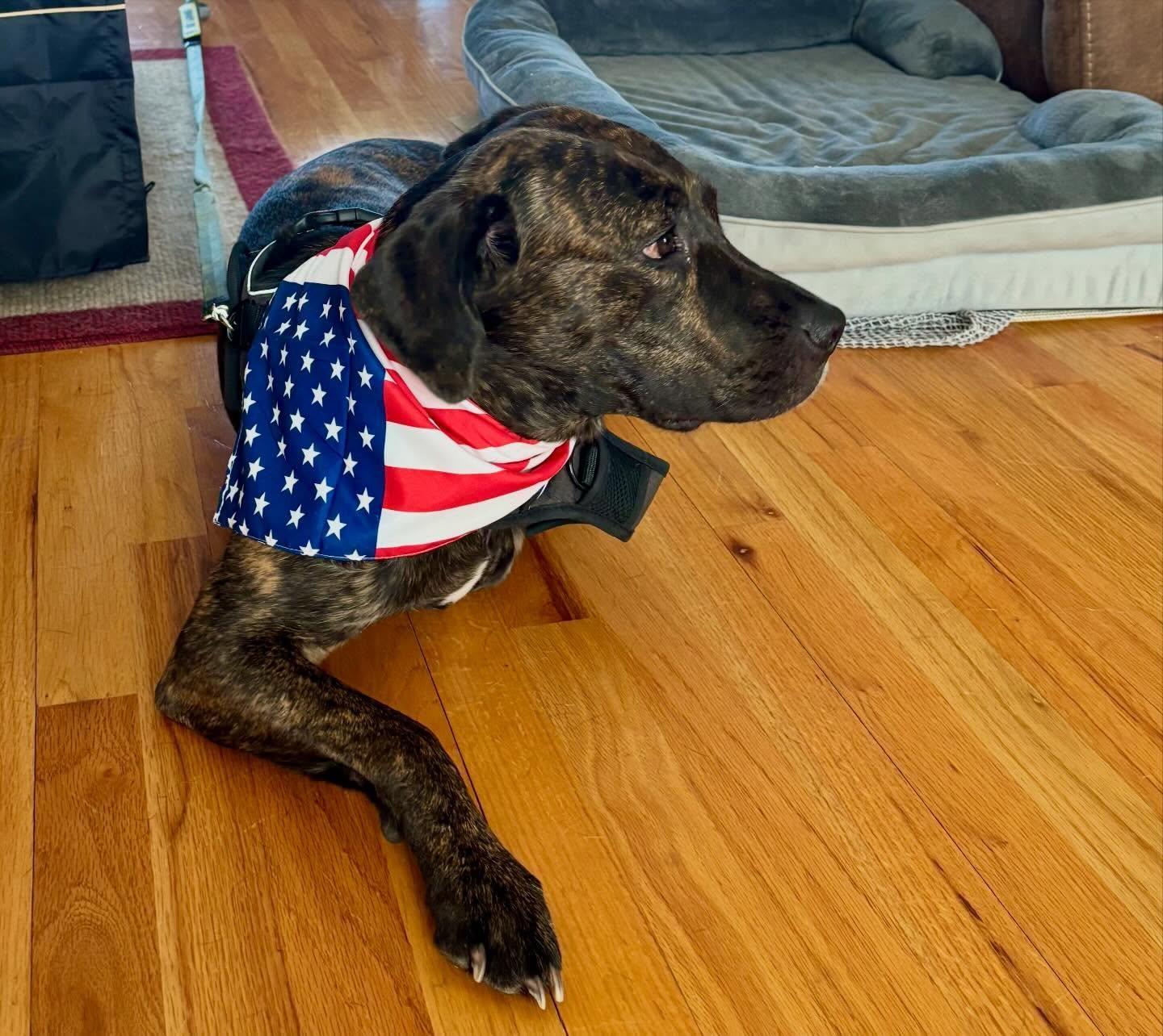 Nala, ADOPTABLE, Adult Female Plott Hound & Pit Bull Terrier.