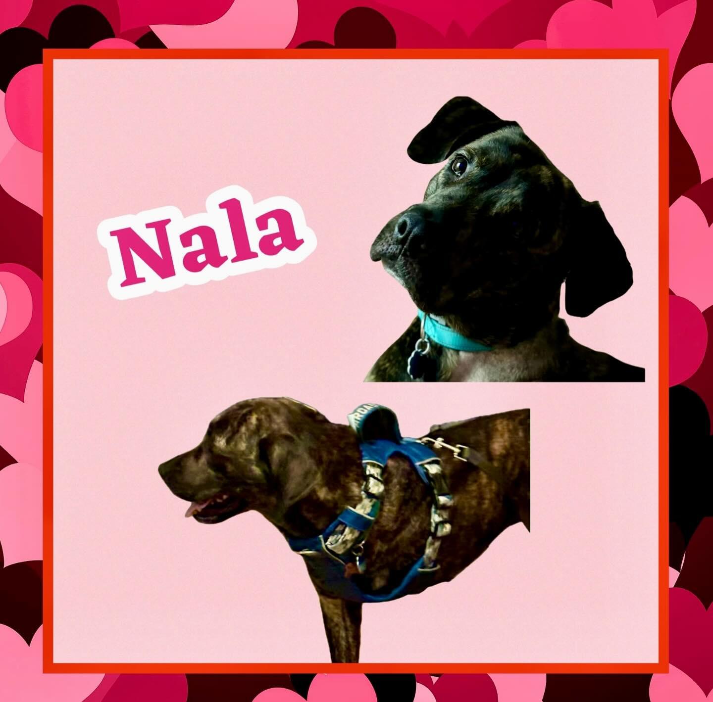 Nala, a ADOPTABLE mixed breed in Raleigh, NC image 2/6