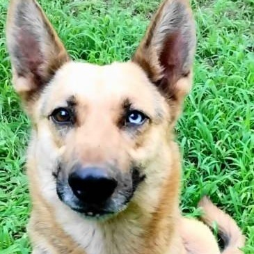 Magnolia, Young Female Shepherd