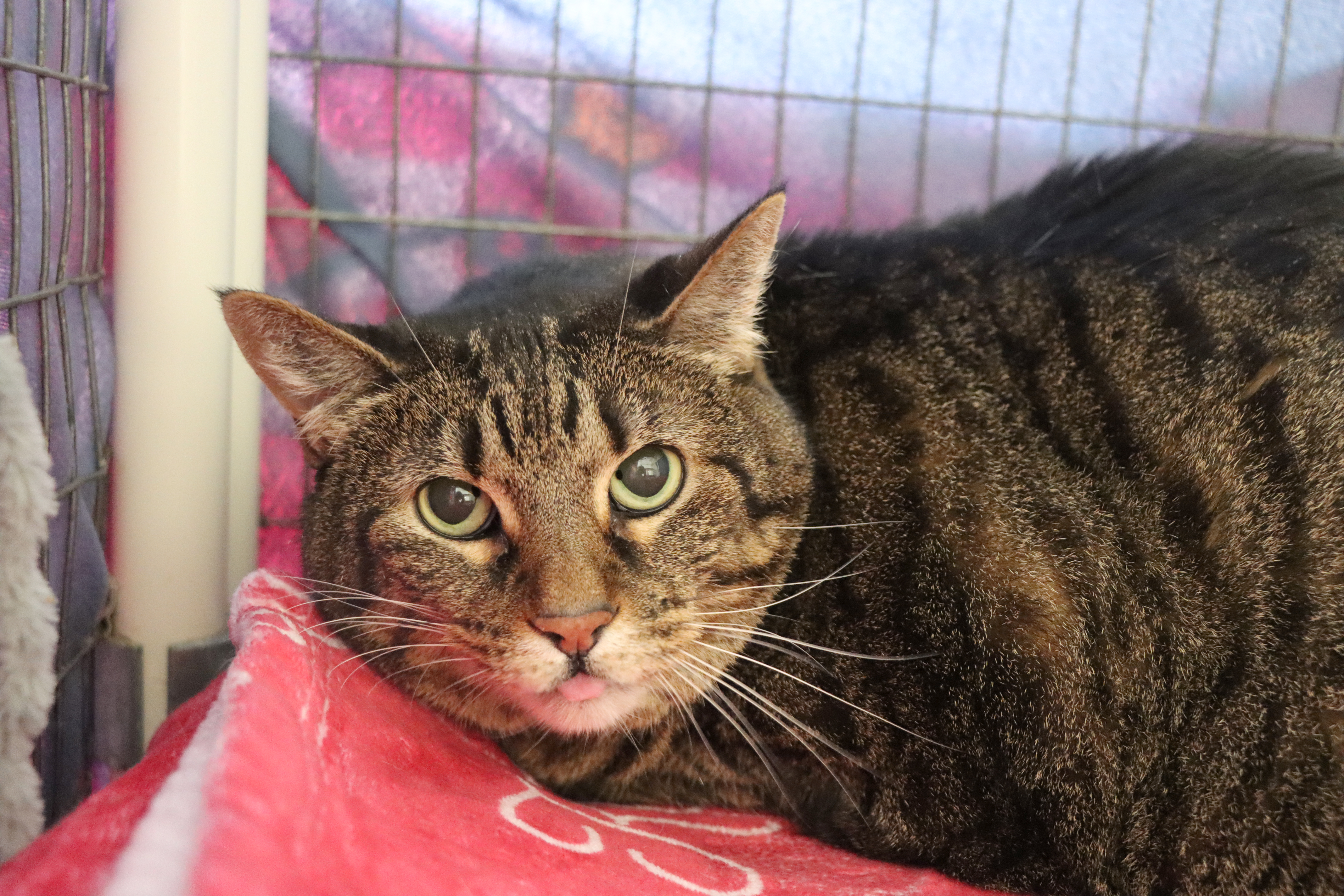 Enlarge Little Brennan, a Adoptable Domestic Short Hair in House Springs, MO image 1/1