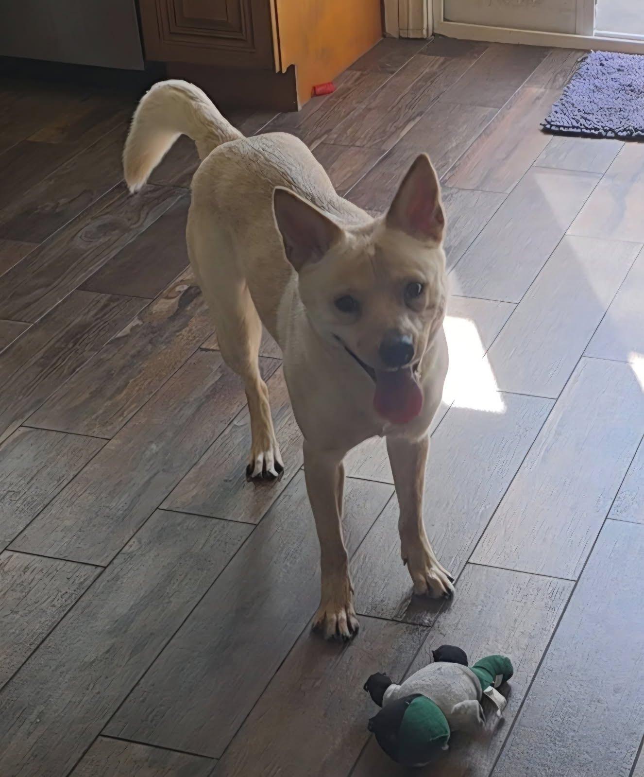 Enlarge Lizzie, a Adoptable mixed breed in fountain Valley , CA image 1/1