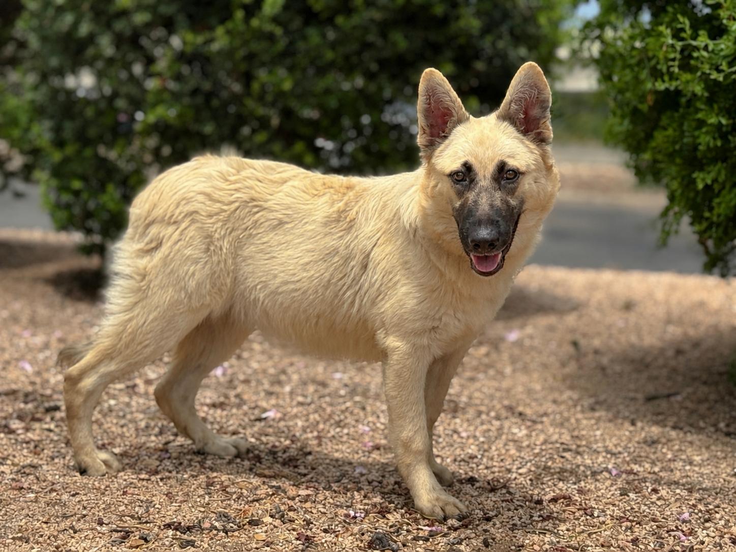 Abby, Adoptable, Adult Female German Shepherd Dog.