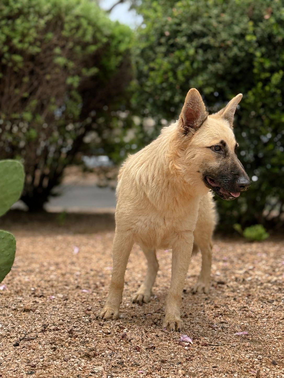 Abby, a Adoptable German Shepherd Dog in Helotes, TX image 2/3
